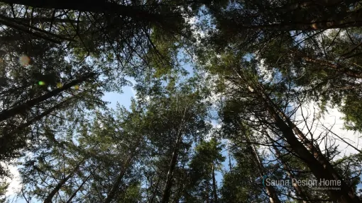zeder baum